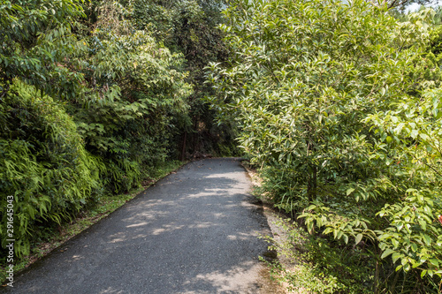 well paved walking path inside park surrounded by green foliage on both sides