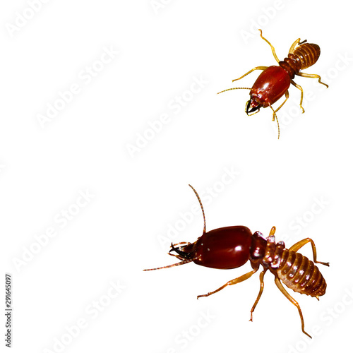 Termite on isolated whited background photo