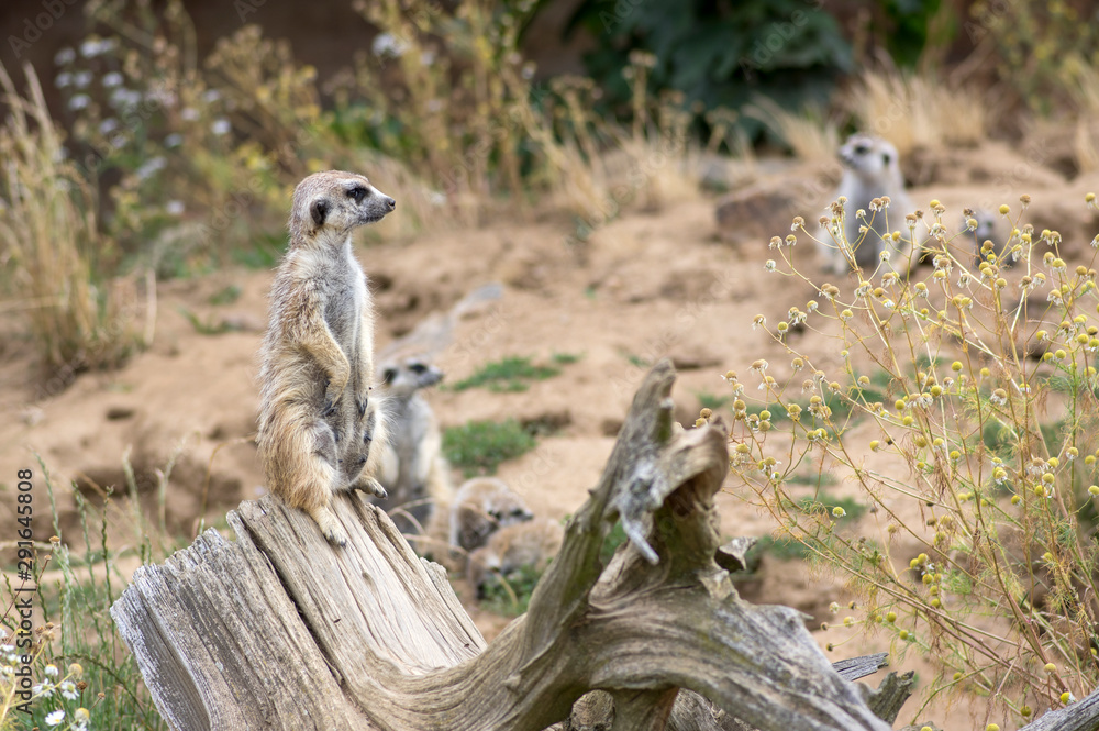 Beautiful meerkat holding a guard in sandy area, funny small african animal  Stock Photo | Adobe Stock