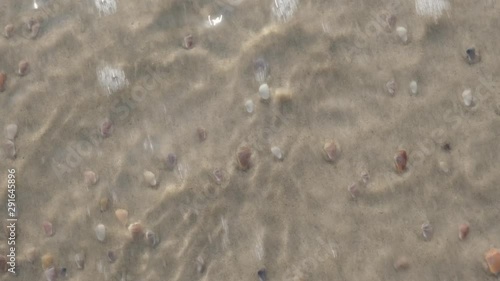 Coquina Clams, Donax variabilis emerging after a wave crashes on the beach of Topsail Island. Coquinas sift food from seawater on the beach, and use waves to move with the tide. photo