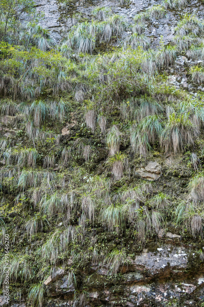 cliff face full of long grasses under the shade cliff face full of long grasses under the shade