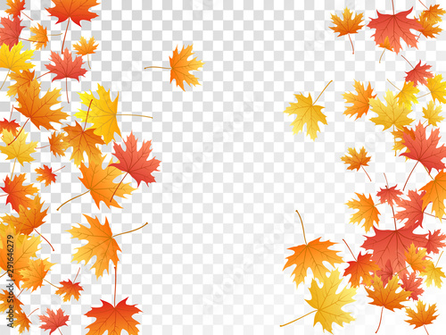 Maple leaves vector illustration  autumn foliage on transparent background.