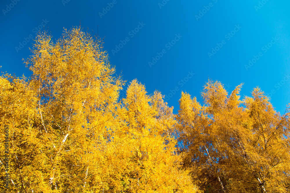 Autumn. Beautiful yellow birch leaves and branches of larch trees on a background of blue clear sky. Natural background. Place to insert text. Autumn. Beautiful yellow birch leaves and branches of larch trees on a background of blue clear sky. Natural background. Place to insert text.
