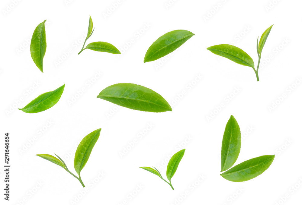 green tea leaf isolated on white background green tea leaf isolated on white background