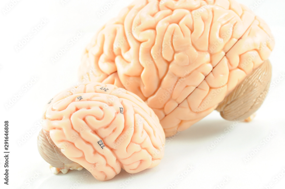 human brain anatomy model human brain anatomy model