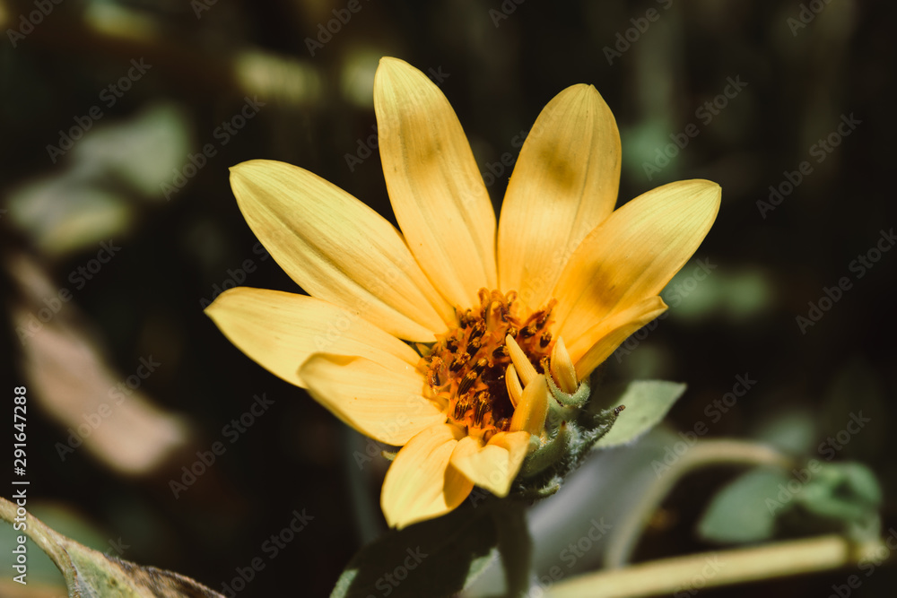 newborn sunflower in garden outside flower nature flora close up wallpaper newborn sunflower in garden outside flower nature flora close up wallpaper