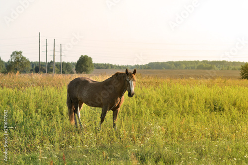 A brown horse grazes on a field on a summer evening