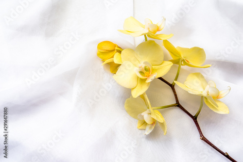      The branch of yellow orchids on white fabric background 