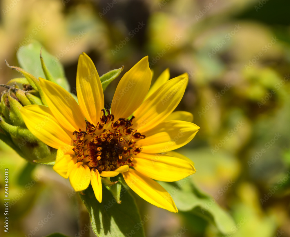 Obraz premium Sunflower close up natural plant field, floral bloom background wallpaper