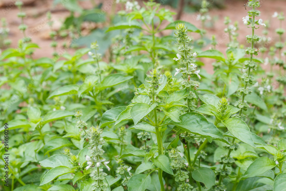 sweet basil tree sweet basil tree