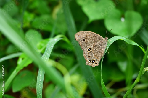 Melanitis leda or The Common Evening Brown, Yellow with black and white color striped spotted on brown wings of butterfly on green leaf, Circular pattern resembling eye on torn wing of tropical insect photo