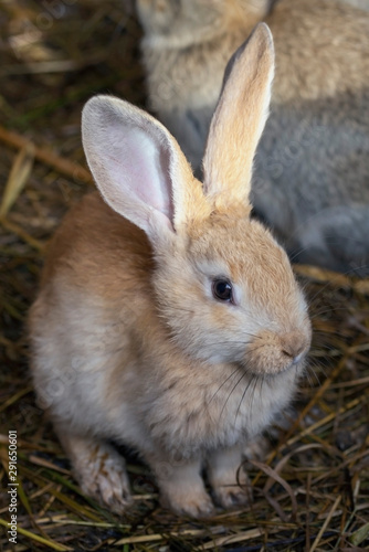 frontal view of a small cute rabbit in a cage on the hay