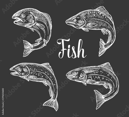 Trout and salmon fish sketch