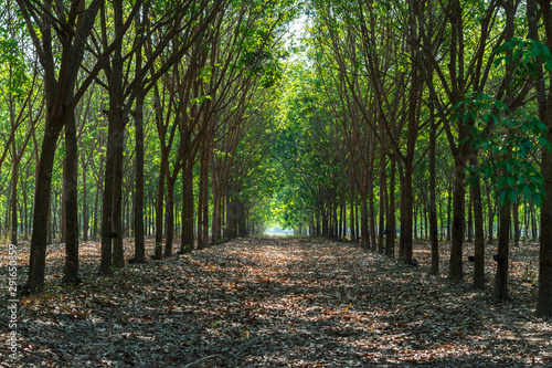 Row of rubber tree park