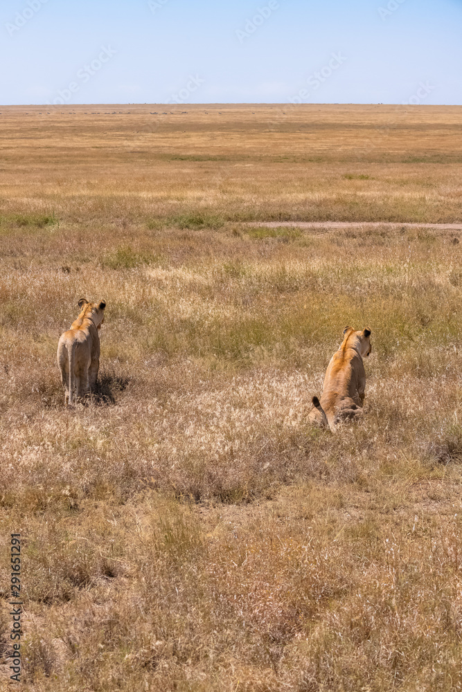 Two lions walking and hunting in the savannah, in Tanzania, looking for a prey Two lions walking and hunting in the savannah, in Tanzania, looking for a prey