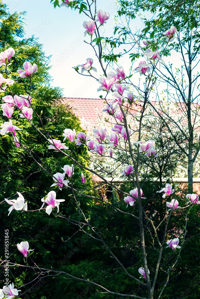 Obraz premium Magnolia tree blossom. Blossom magnolia branch.