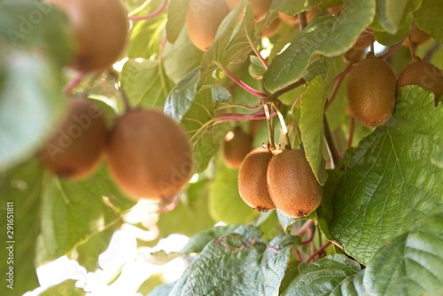 Fototapeta Naklejka Na Ścianę i Meble -  Natural kiwi fruits on the tree at sunrise