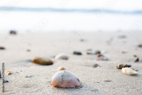 Seashells on white sand beach