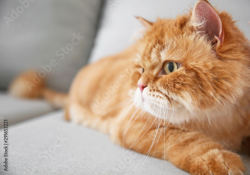 Cute Persian cat at home