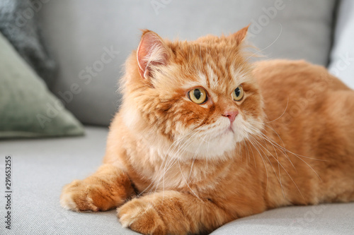 Fototapeta Naklejka Na Ścianę i Meble -  Cute Persian cat lying on sofa at home