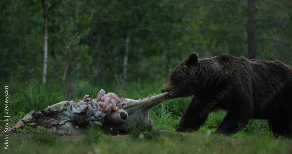 Brown bear walking around lake in the morning light. Dangerous animal in nature forest and meadow habitat. Wildlife scene from Finland near Russian border. Bear with carcass. Brown bear walking around lake in the morning light. Dangerous animal in nature forest and meadow habitat. Wildlife scene from Finland near Russian border. Bear with carcass.