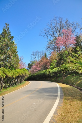 sakura flower in North of Thailand © thitiya