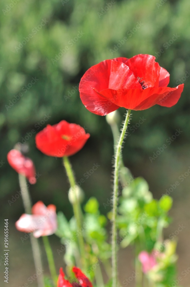 poppy flower