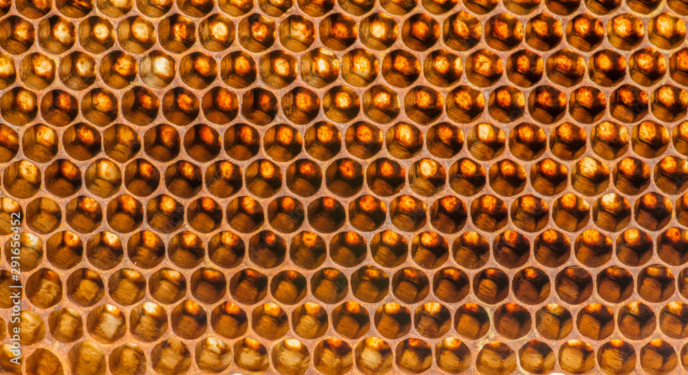 beecomb texture close up - the detail beecomb texture close up - the detail