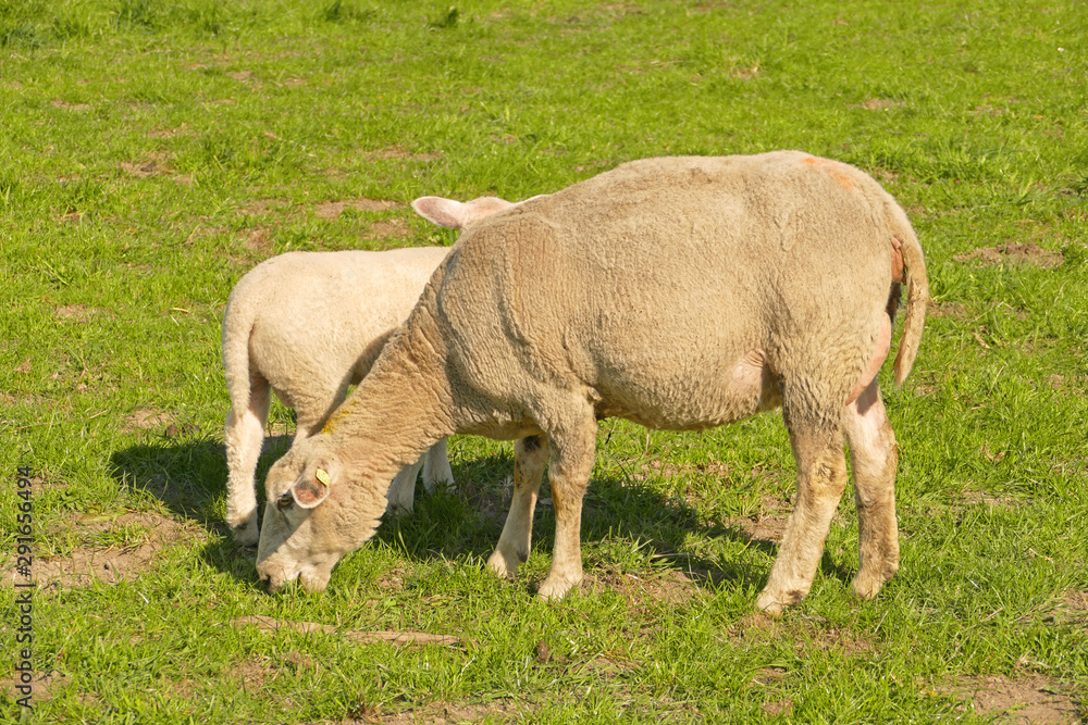 Sheep on pasture is eating some grass Sheep on pasture is eating some grass