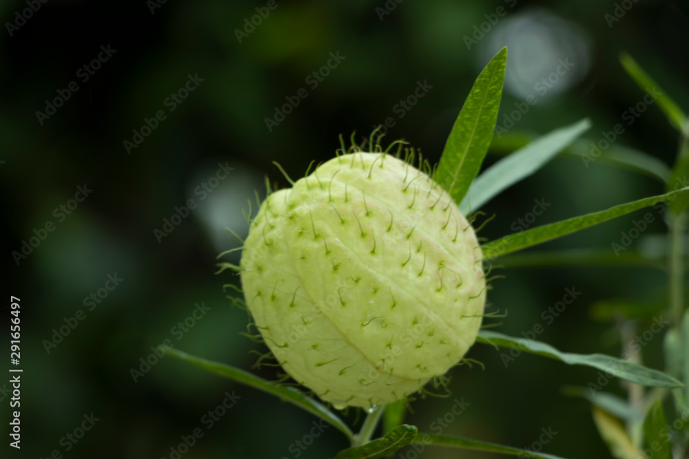 gomphocarpus physocarpus is an ornamental plant. gomphocarpus physocarpus is an ornamental plant.
