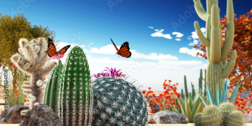 cactuses photo