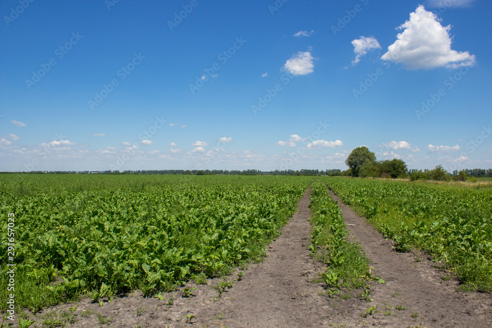 field of young sugar beets,beautiful field of beets in summer grows in sunny weather