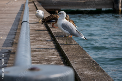 seagulls and ducks on the pier