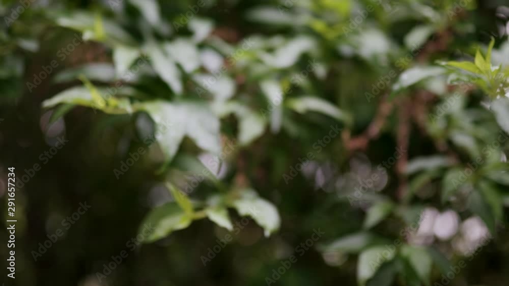 Rack focus from out of focus to in focus wet vegetation close up Rack focus from out of focus to in focus wet vegetation close up