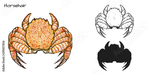 Crab vector by hand drawing.crab silhouette on white background.Horsehair Crab art highly detailed in line art style.Animal pictures for coloring