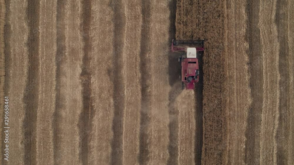 The harvester works in the field. Combine harvester collects ripe golden wheat on the field. The concept of agricultural activity. Collective farmers are harvesting work. Healthy, Organic The harvester works in the field. Combine harvester collects ripe golden wheat on the field. The concept of agricultural activity. Collective farmers are harvesting work. Healthy, Organic