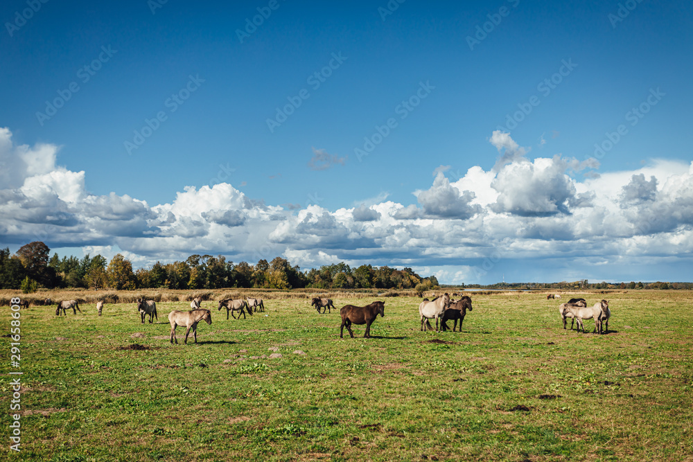 Wold horses on a meadow in national park Wold horses on a meadow in national park