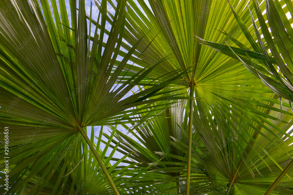 Fototapeta premium Relaxing under the palm trees in tropical paradise of Malaysia