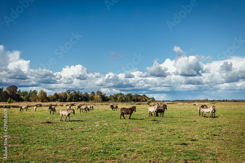 Wold horses on a meadow in national park © Aleksandrs Muiznieks