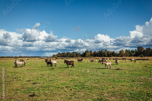 Wold horses on a meadow in national park