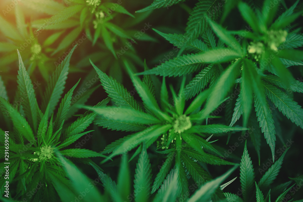 Green fresh marijuana bush outside. Green fresh marijuana bush outside.