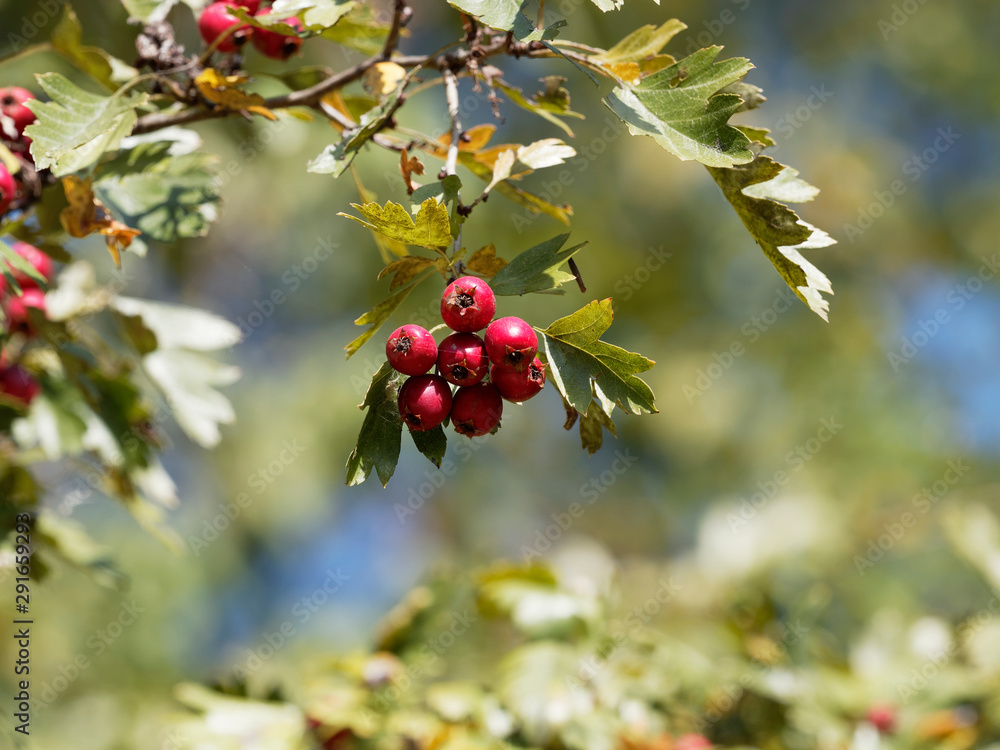 Obraz premium Kleine dunkelrot Früchte der Eingriffelige Weißdorn oder Hagedorn (Crataegus monogyna)