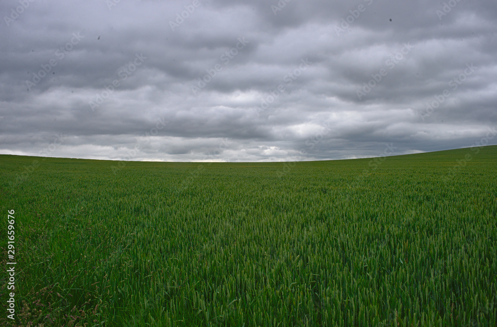Scenic view on wheat field and cloudy sky Scenic view on wheat field and cloudy sky