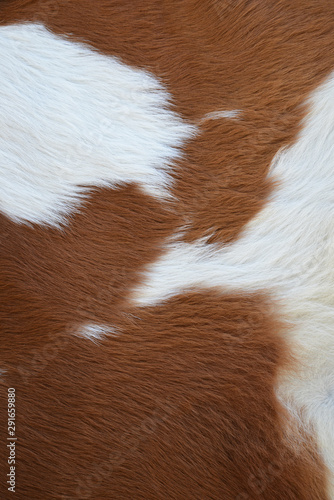 animal skin in the background