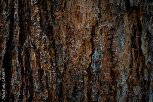 The texture of the bark of a tree. Background image of macro photo of bark with mold