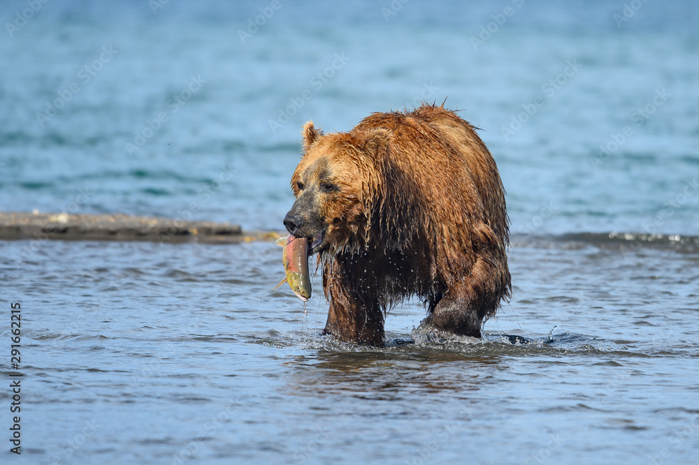 Ruling the landscape, brown bears of Kamchatka (Ursus arctos beringianus) Ruling the landscape, brown bears of Kamchatka (Ursus arctos beringianus)