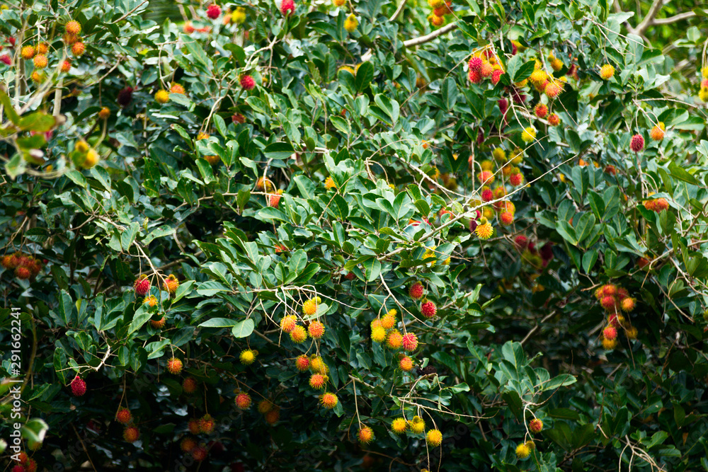 Rambutan fruits in a garden