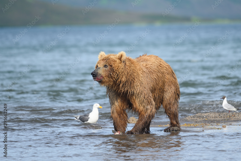 Ruling the landscape, brown bears of Kamchatka (Ursus arctos beringianus) Ruling the landscape, brown bears of Kamchatka (Ursus arctos beringianus)