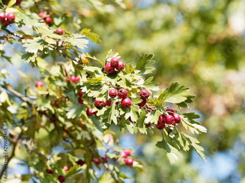 (Crataegus monogyna) Kleine dunkelrot Früchte der Eingriffelige Weißdorn oder Hagedorn  photo