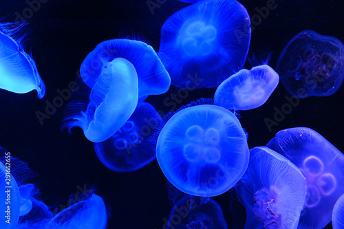 Blue illuminated jellyfish © niradj